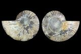 Sliced Ammonite Fossil - Agatized #124992-1